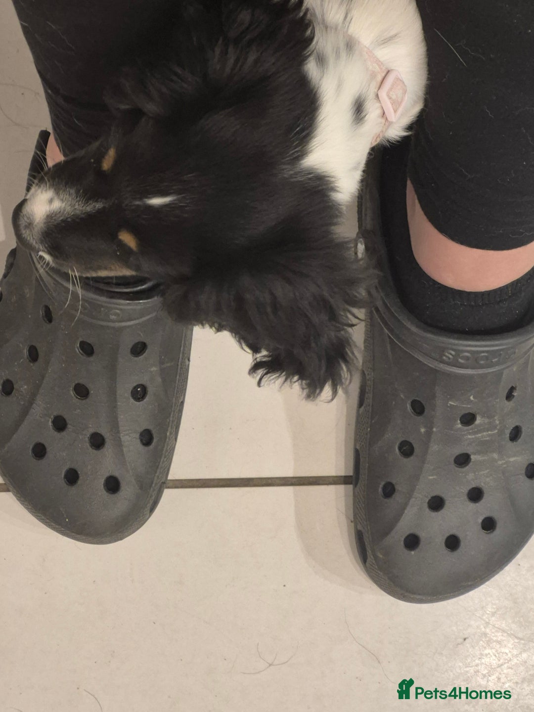 Cocker Spaniel dogs for sale: Working cocker spaniel  - Advert 3