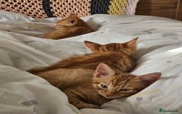 Domestic Shorthair cats for sale: Two ginger brothers  - Image 6
