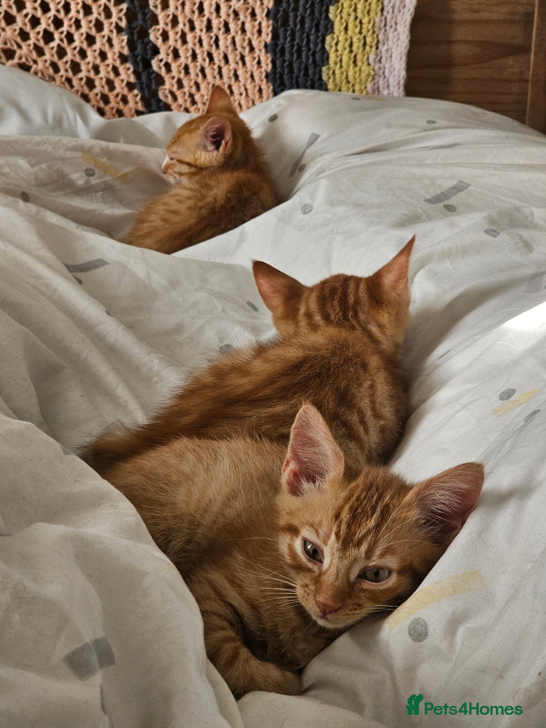 Domestic Shorthair cats for sale: Two ginger brothers  - Image 6