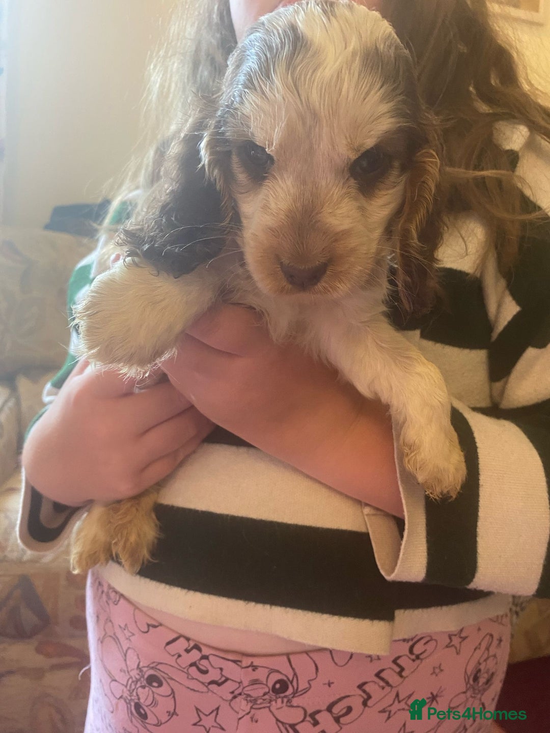 Cocker Spaniel dogs for sale: Gorgeous Litter of Cocker spaniels  - Image 2