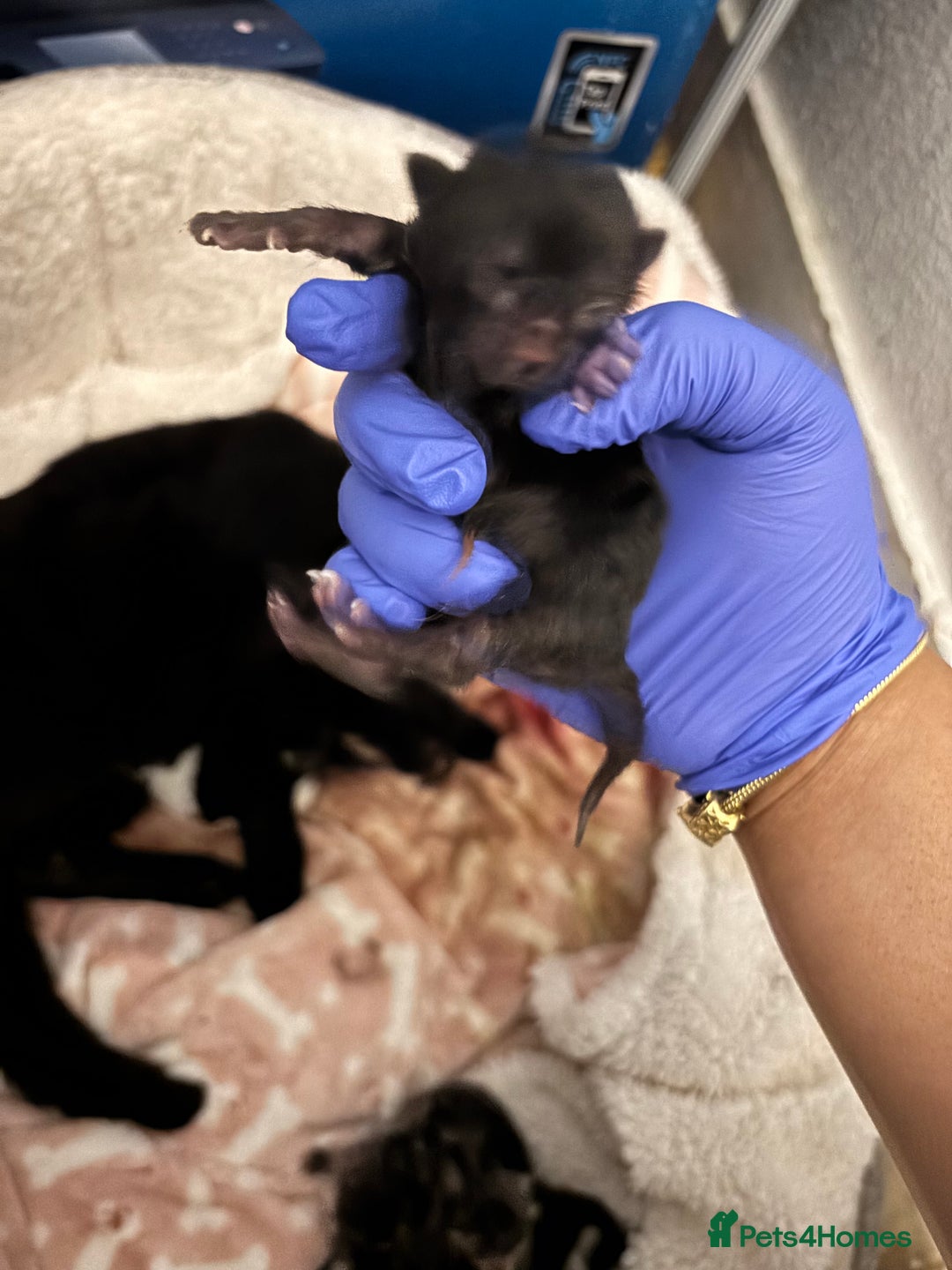 Domestic Shorthair cats for sale: Beautiful Newborn Ready for Homes in 8 Weeks 🐾 - Image 7