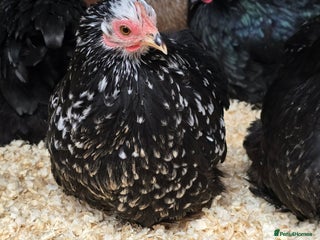 Chickens poultry - Advert 35