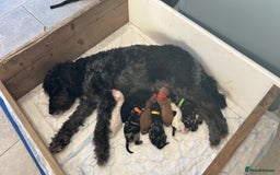 Mixed Breed dogs for sale: Labradoodle x Australian Labradoodle Puppies - Image 2