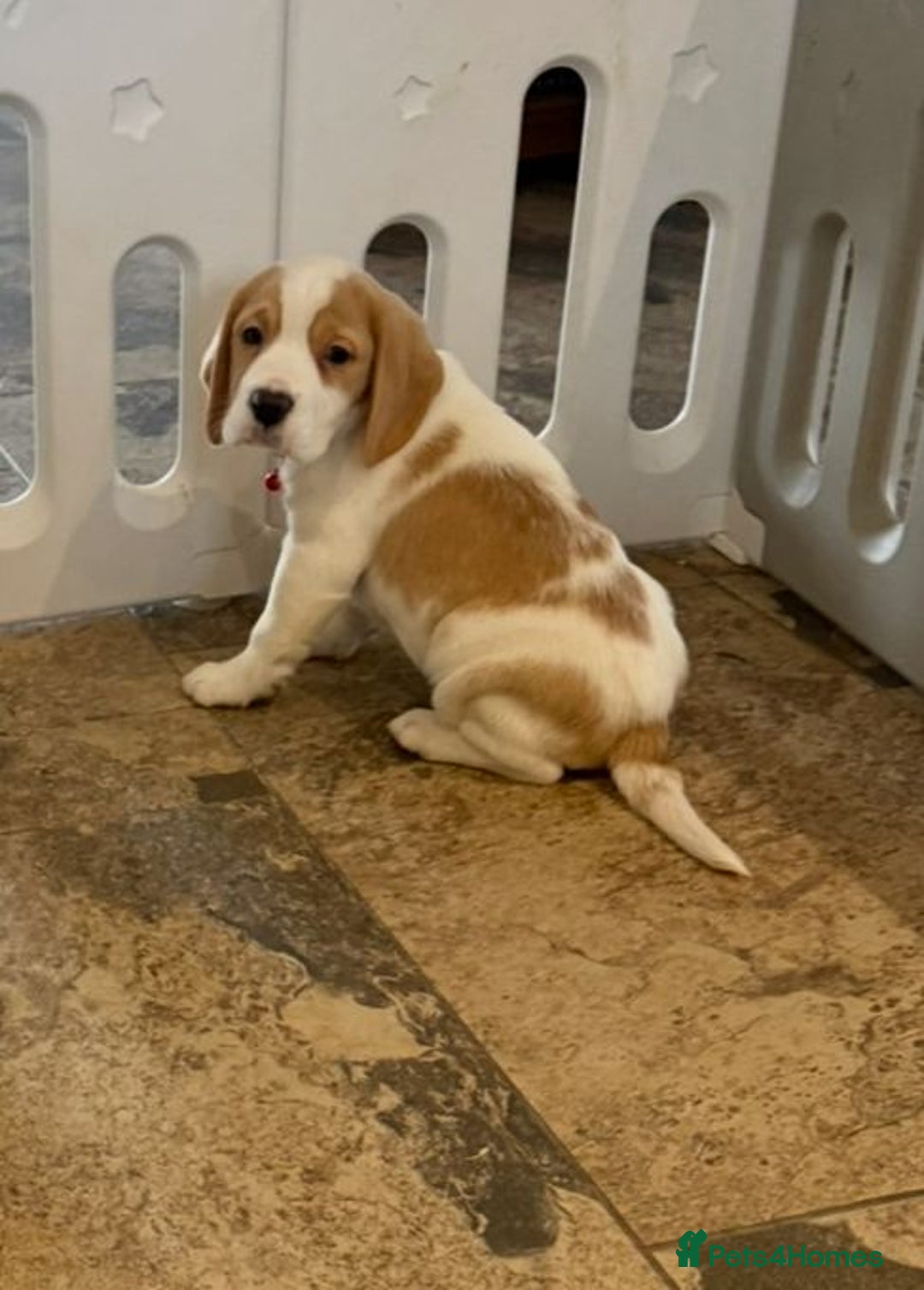 Beagle dogs for sale: Genuine Foot Beagle Puppies - Advert 7