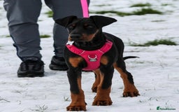 Dobermann dogs for sale: ⭐️ Pregnancy confirmed FULL EUROPEAN DOBERMANN ⭐️ - Image 10