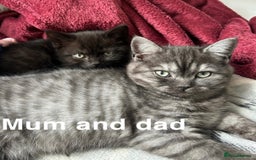 British Shorthair cats for sale: British shorthair kittens  - Image 13