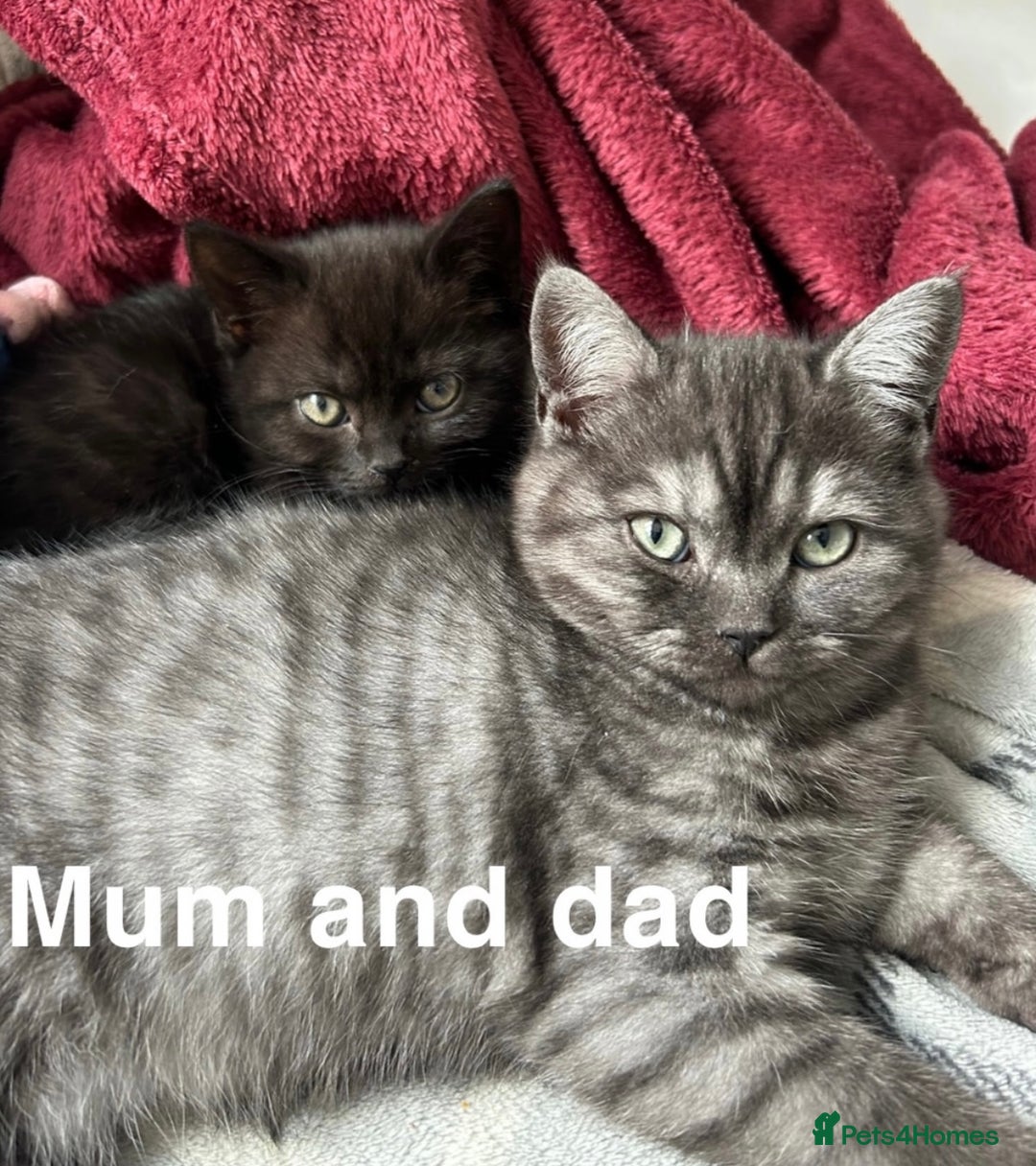 British Shorthair cats for sale: British shorthair kittens  - Image 13
