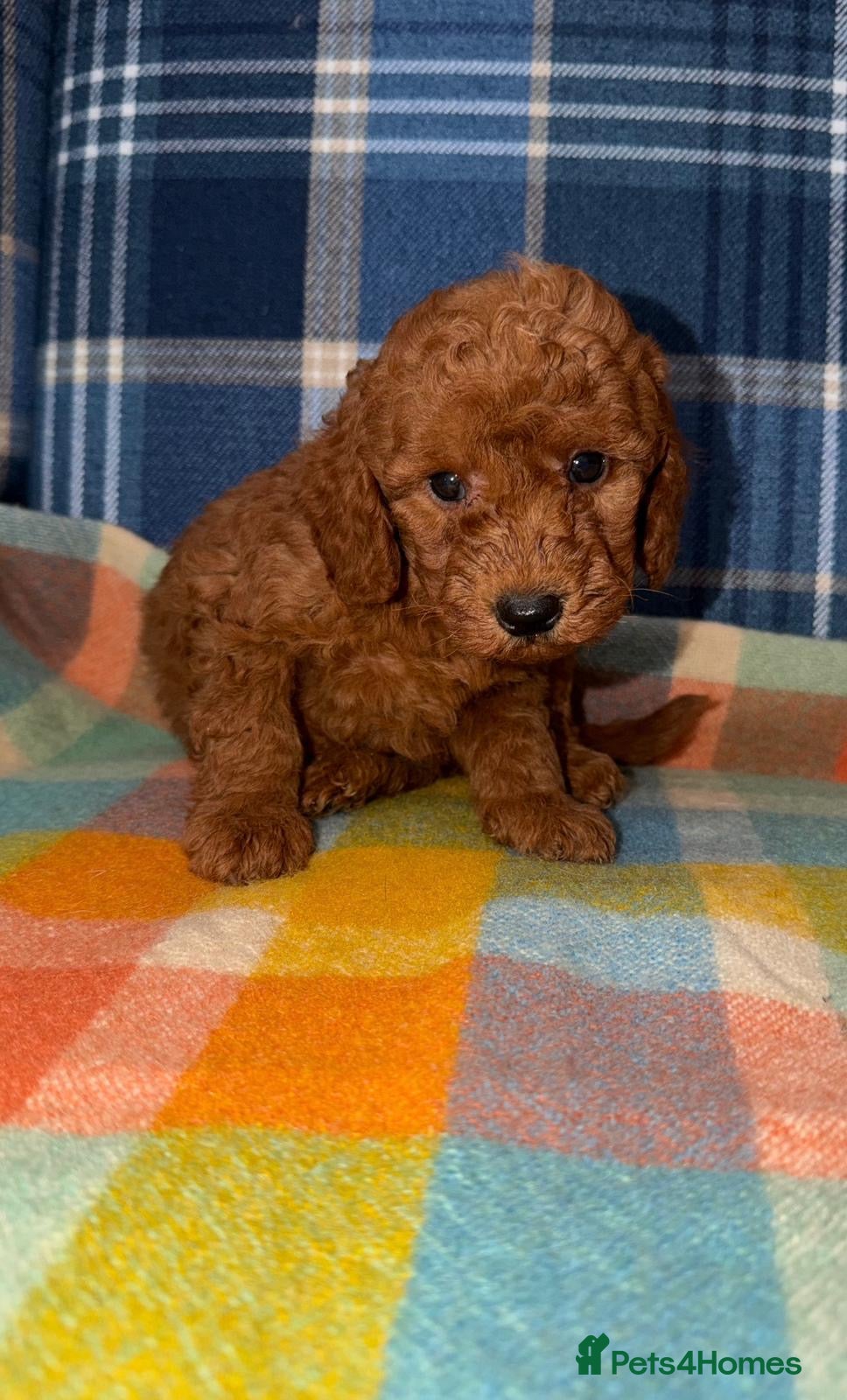 Miniature Poodle dogs Stunning KC Mini Poodle Boys  - Advert 1