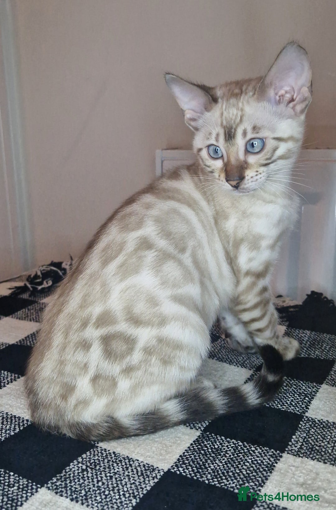 Bengal cats for sale: Snow Silver Glittered Bengal girl. - Advert 4
