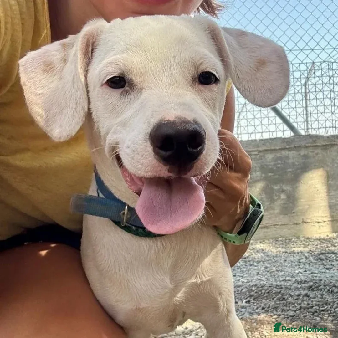 Mixed Breed dogs for adoption: Aspen (deaf but determined!) - Image 17