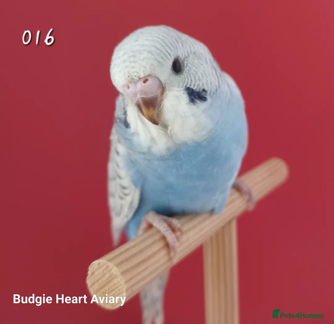 Budgerigars birds for sale: Hobby budgie breeder- waiting list open in Kidwelly - Advert 2