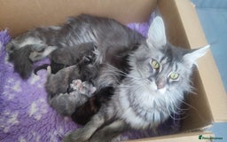 Maine Coon cats for sale: Fully health tested and Tica registered  in Great Missenden - Image 18