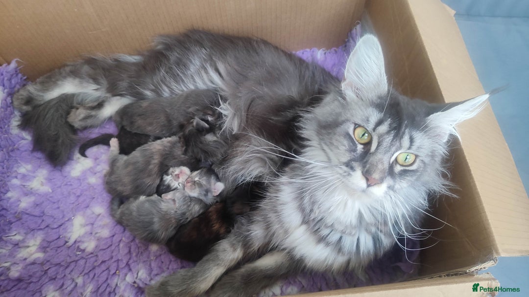 Maine Coon cats for sale: Fully health tested and Tica registered  in Great Missenden - Image 18
