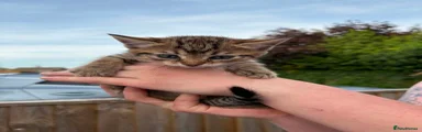Mixed Breed Kitten 3