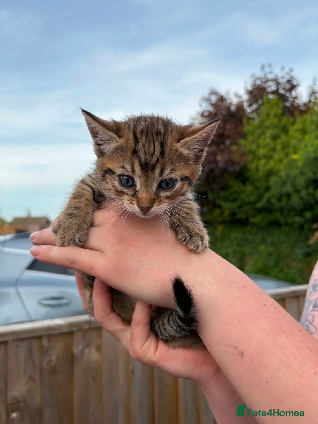 Mixed Breed cats for sale: Beautiful kittens for sale  in Nottingham - Advert 2
