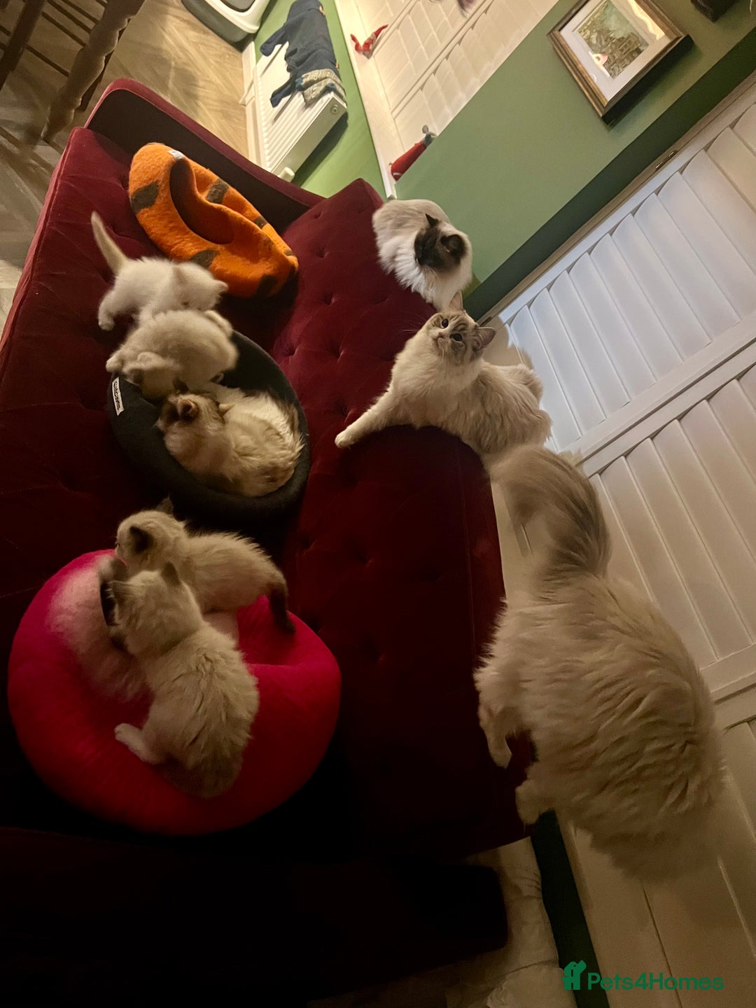 Ragdoll cats for sale: GCCF Ragdoll Kittens. Champion lines  - Advert 8