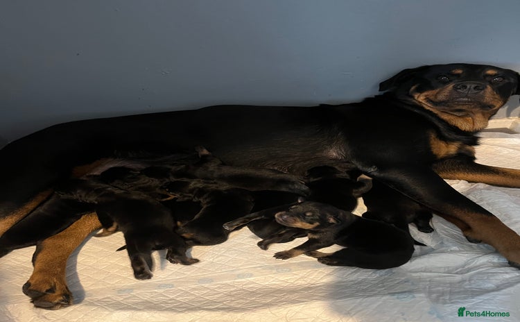 Rottweiler dogs - Advert 2