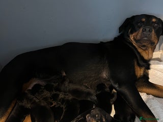 Rottweiler dogs - Advert 3