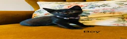 Mixed Breed cats for sale: *READY NOW* 3 Beautiful Black Kittens  - Advert 4