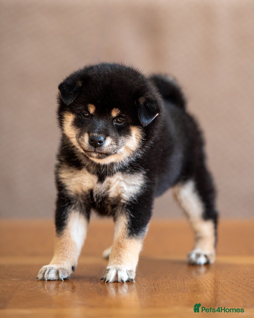Japanese Shiba Inu dogs READY NOW Exclusive Japanese Shibas Puppies  🇯🇵 - Advert 3
