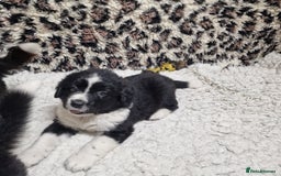 Mixed Breed dogs for sale: Bernewfie pups - Image 2