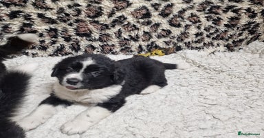 Mixed Breed dogs - Advert 4