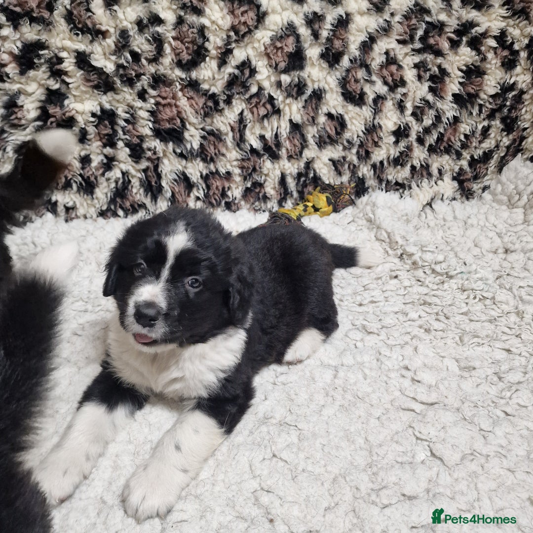 Mixed Breed dogs for sale: Bernewfie pups - Image 2