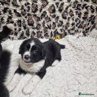 Mixed Breed dogs - Advert 12