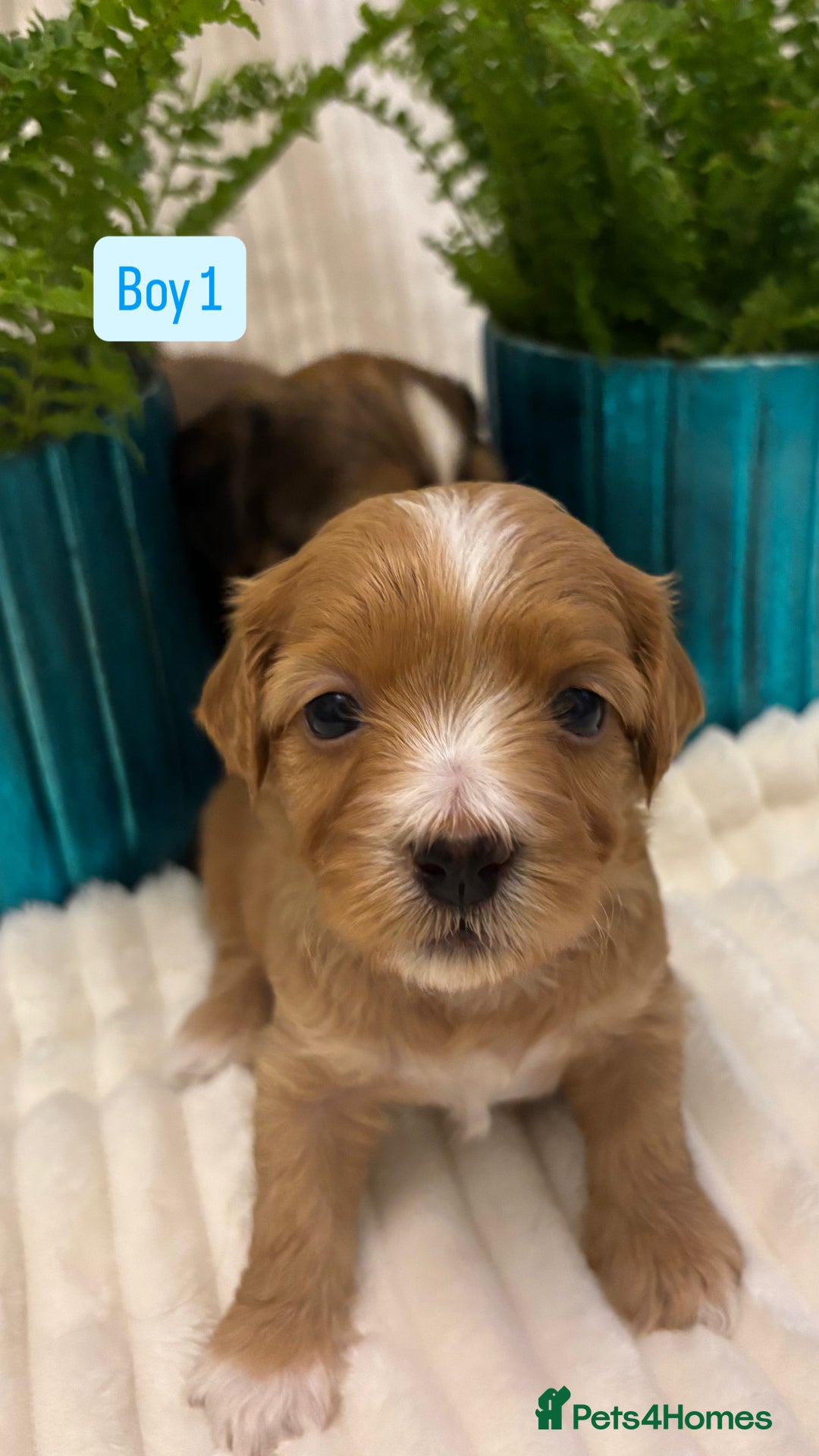 Havanese dogs for sale: 9 Beautiful Havanese Pedigree Puppies  - Advert 2