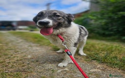 Mixed Breed dogs for adoption: Beautiful and Gentle HEIDI - for a Loving Home - Image 24