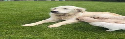 Golden Retriever dogs for sale: K C registered Golden retriever puppies  - Advert 1