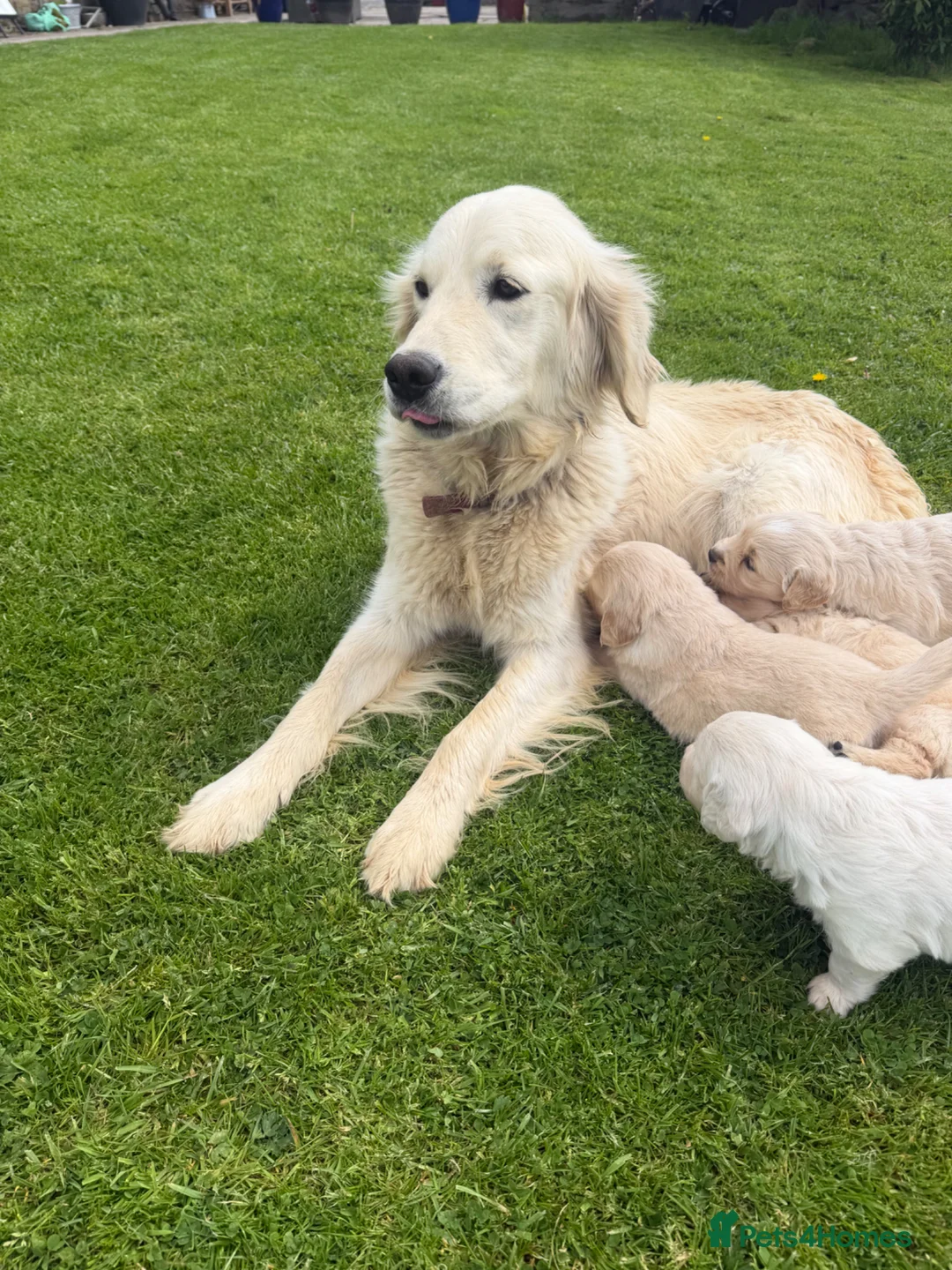 Golden Retriever dogs for sale: K C registered Golden retriever puppies  - Advert 1