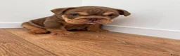 English Bulldog dogs for sale: Male English Bulldog  - Advert 1
