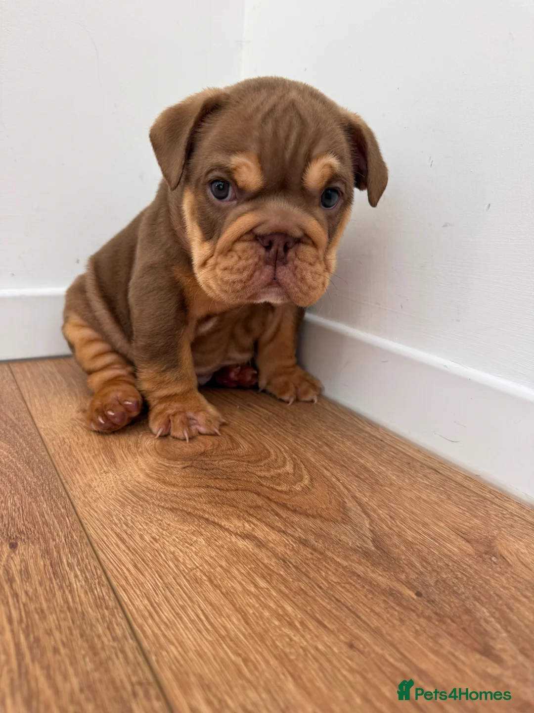 English Bulldog dogs for sale: Male English Bulldog  - Advert 1