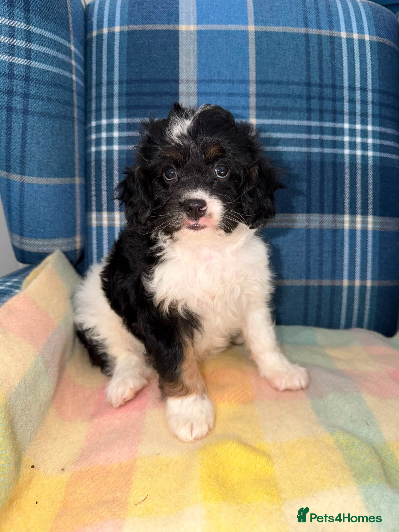Cavapoo dogs 💜💖One Stunning Tri Colour Cavapoo Girl🩷💜 - Advert 1