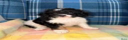 Cavapoo dogs for sale: 💜💖One Stunning Tri Colour Cavapoo Girl🩷💜 - Advert 3