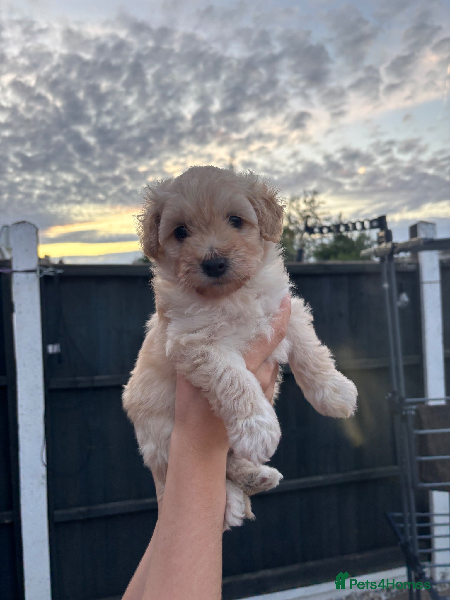 Mixed Breed dogs Gorgeous Spitzpoo Puppies 🐶 - Advert 7