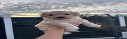 Mixed Breed dogs for sale: Gorgeous Spitzpoo Puppies 🐶 - Advert 1