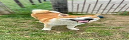 Japanese Akita Inu dogs for stud: KC Registered Proven Red Akita Inu Stud  - Advert 2