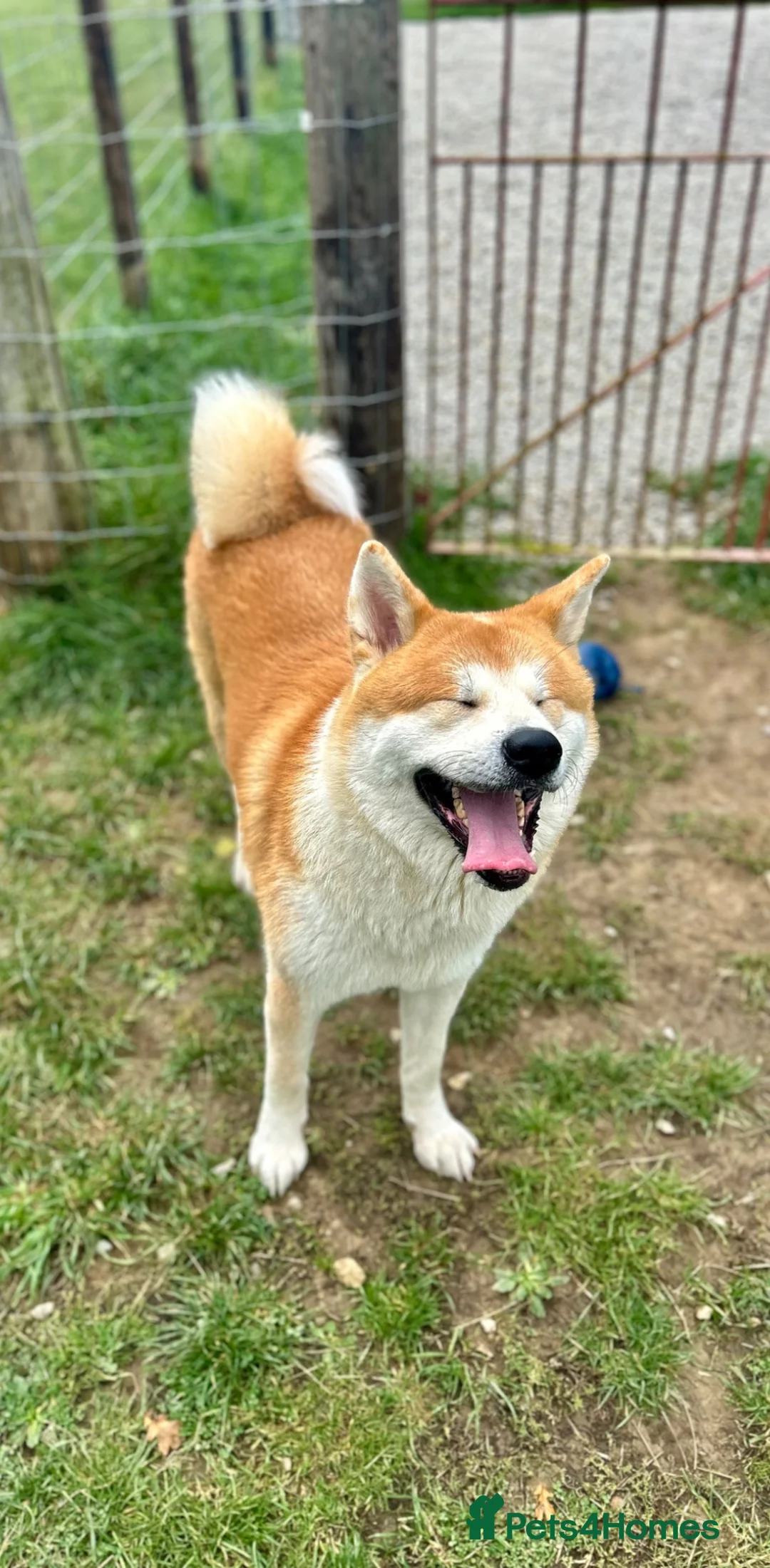 Japanese Akita Inu dogs for stud: KC Registered Proven Red Akita Inu Stud  - Advert 2