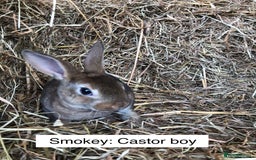 Rex rabbits for sale: Beautiful Purebred Velvet Mini Rex babies  - Image 7