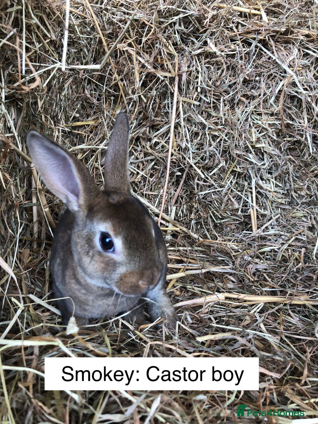 Rex rabbits for sale: Beautiful Purebred Velvet Mini Rex babies  - Image 7