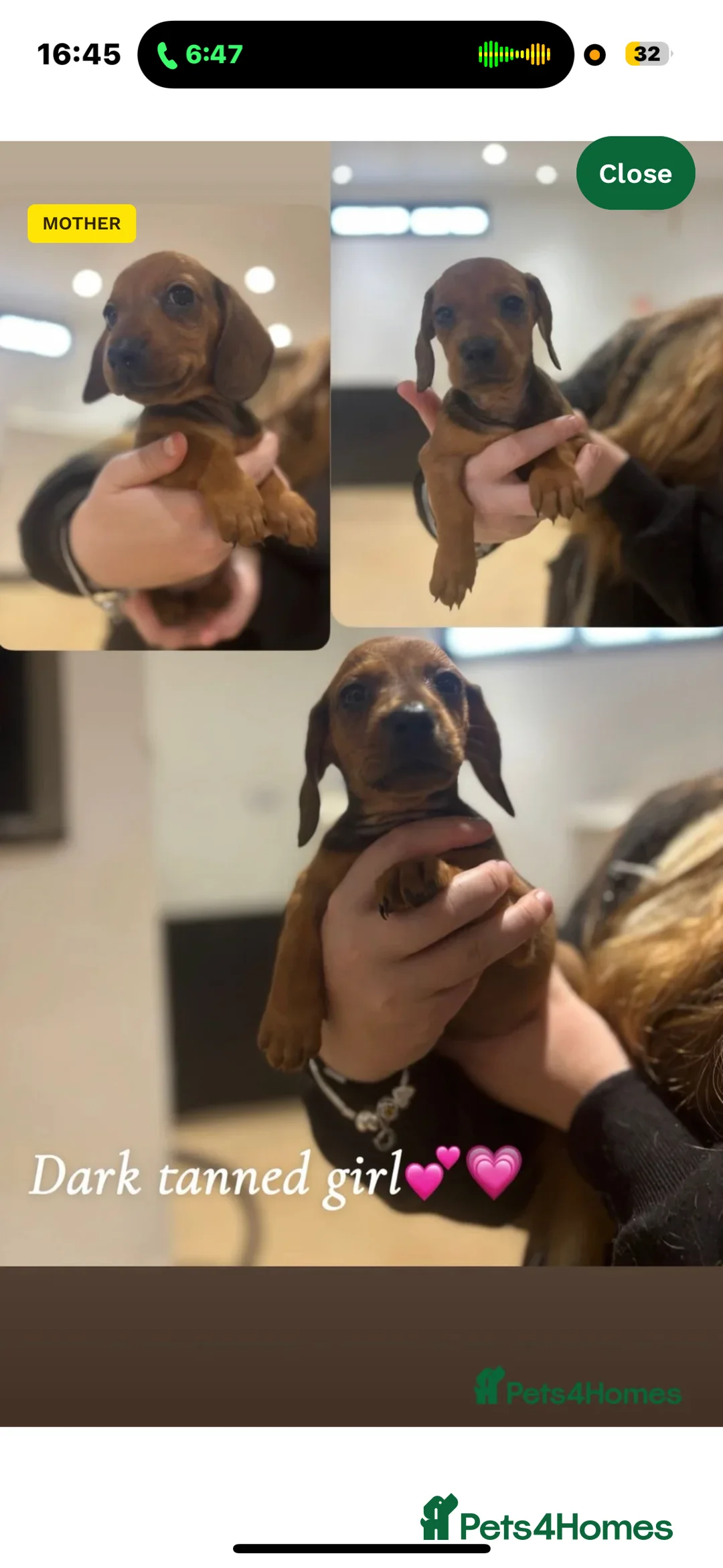 Dachshund dogs for sale: Dachshund puppy in London - Advert 1