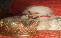 Pomeranian dogs for sale: Gorgeous teddybear tiny pomeranian male puppy  - Image 5