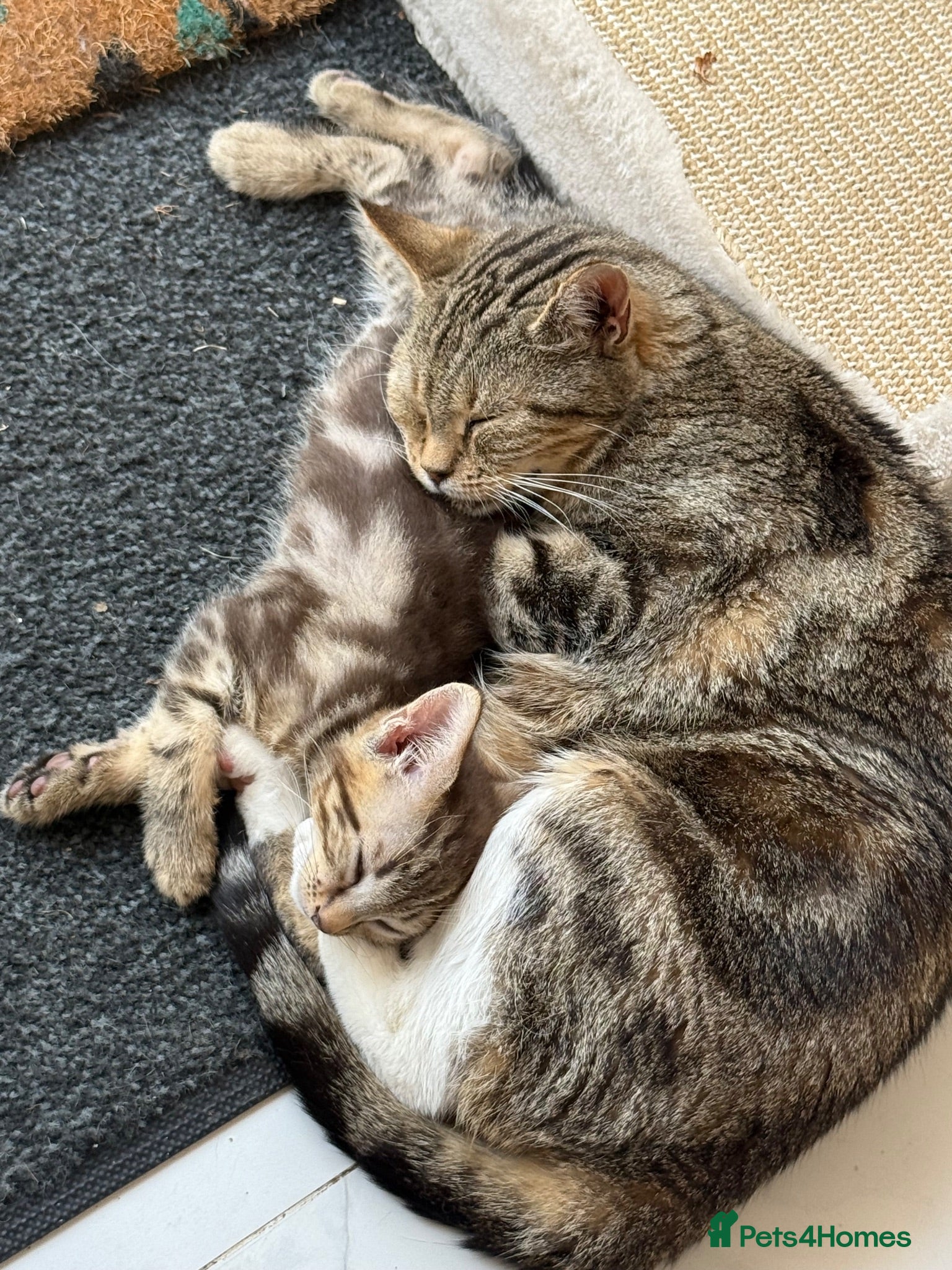 Mixed Breed cats Beautiful Tabby Kittens - Advert 2