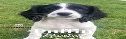 Sprocker dogs for sale: Ready NOW F1b Sprockers Health TESTED - 5* Breeder - Advert 5