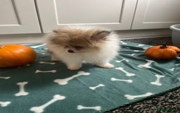 Pomeranian dogs for sale: Fluffy Pomeranian puppies - Image 27