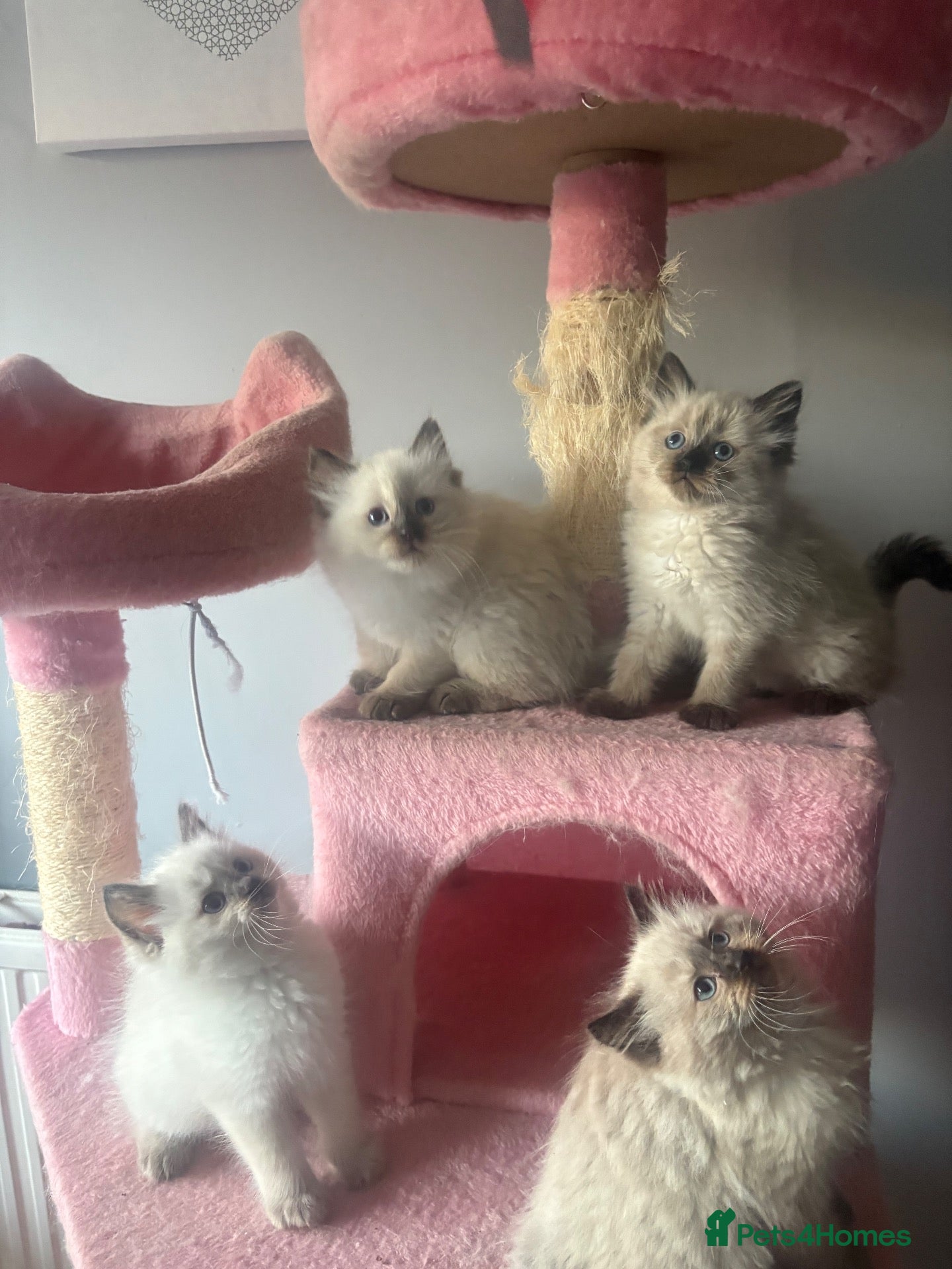 Ragdoll cats Beautiful fluffy ragdoll kittens - Advert 2