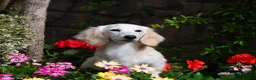 Miniature Dachshund dogs for stud: Pale Cream Long haired Miniature Dachshund  in Hartlepool - Advert 3