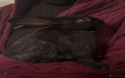 Silver Fox rabbits for sale: Silver fox X Kits Ready to leave soon.  - Image 3